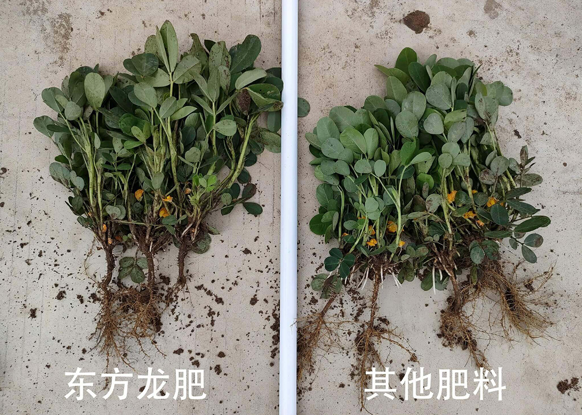 花生根茎对比
