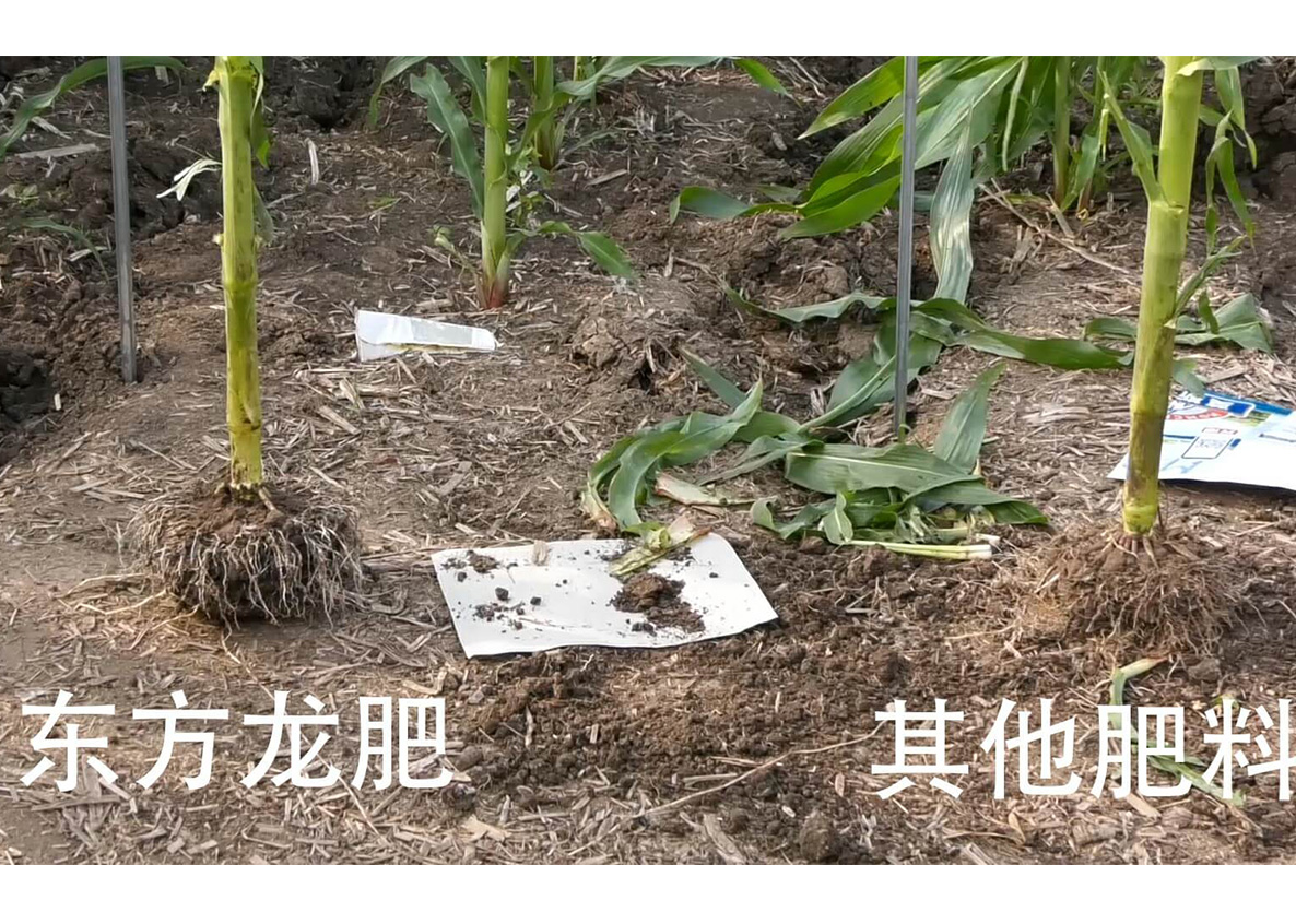 玉米根系对比