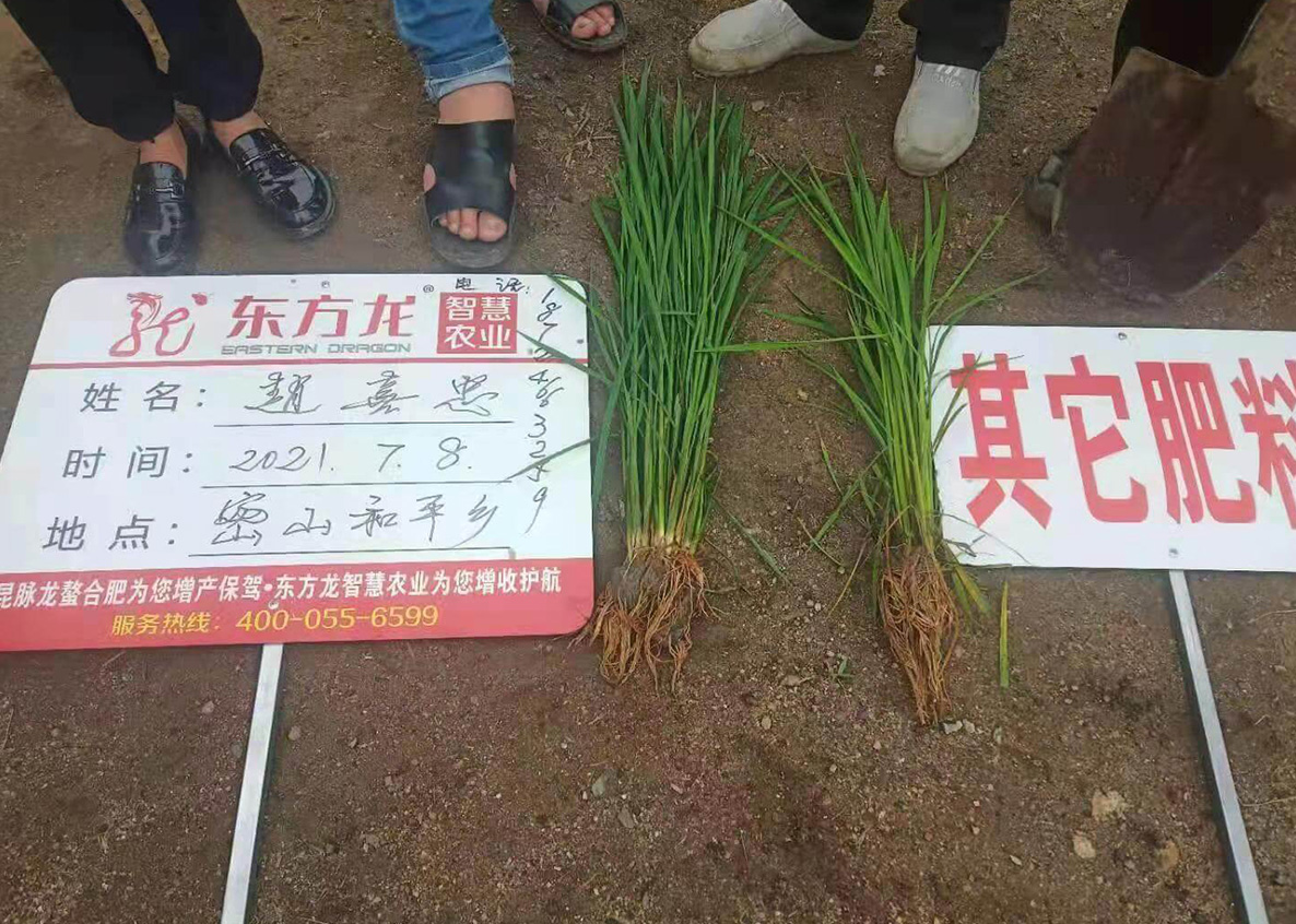 水稻根系对比